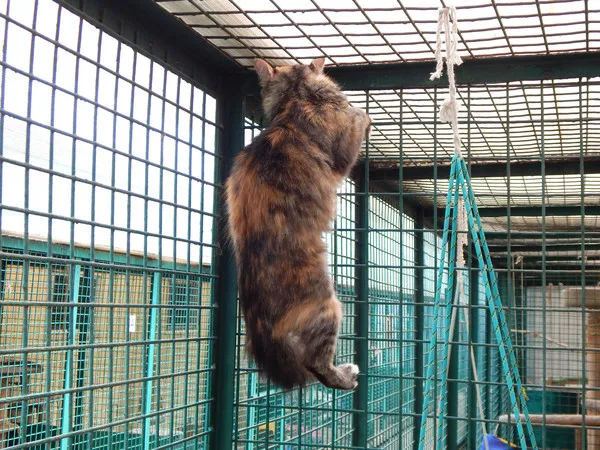 Кошка Бонита, кошка, Приют Малинки (Кожухово), Москва. Фото 7 из 8.