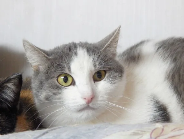 Кошка Лаура, кошка, Приют Малинки (Кожухово), Москва. Фото 6 из 9.