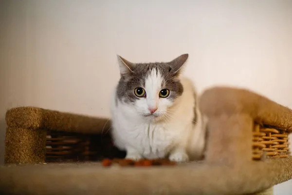 Кошка Лаура, кошка, Приют Малинки (Кожухово), Москва. Фото 8 из 9.