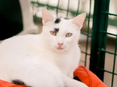 Олаф — кошка, Москва