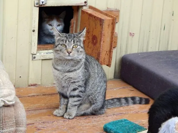 Кошка Стефа, кошка, Приют Малинки (Кожухово), Москва. Фото 7 из 13.