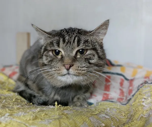 Кошка Стефа, кошка, Приют Малинки (Кожухово), Москва. Фото 9 из 13.