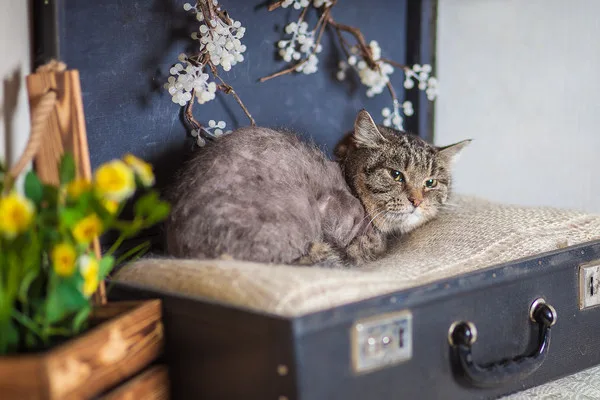 Кошка Стефа, кошка, Приют Малинки (Кожухово), Москва. Фото 12 из 13.