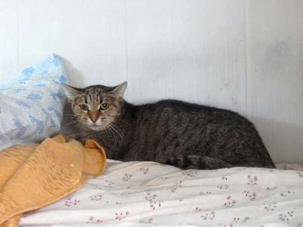 Кошка Джейн, кошка, Приют Малинки (Кожухово), Москва. Фото 3 из 4.