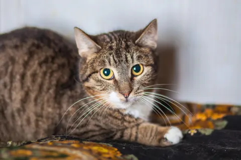 Бекки — кошка, Москва