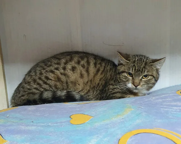 Кошка Бекки, кошка, Приют Малинки (Кожухово), Москва. Фото 7 из 19.