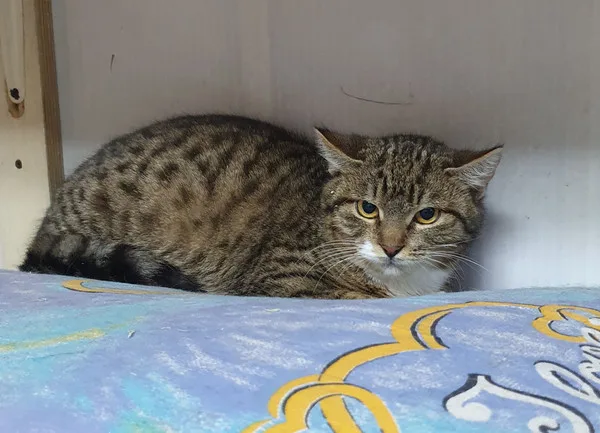 Кошка Бекки, кошка, Приют Малинки (Кожухово), Москва. Фото 8 из 19.