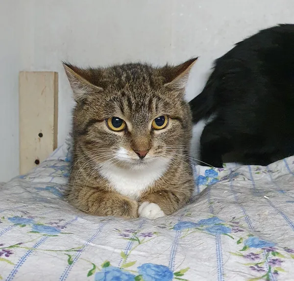 Кошка Бекки, кошка, Приют Малинки (Кожухово), Москва. Фото 10 из 19.