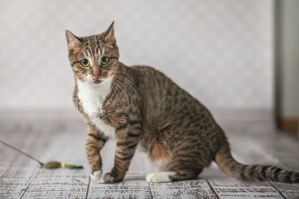 Кошка Бекки, кошка, Приют Малинки (Кожухово), Москва. Фото 13 из 19.