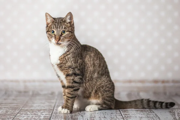 Кошка Бекки, кошка, Приют Малинки (Кожухово), Москва. Фото 15 из 19.