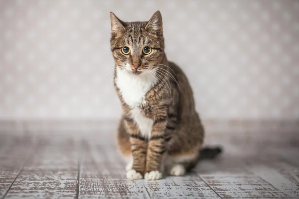 Кошка Бекки, кошка, Приют Малинки (Кожухово), Москва. Фото 16 из 19.