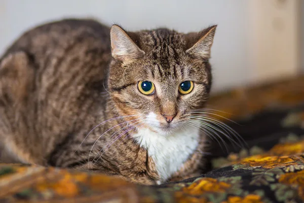 Кошка Бекки, кошка, Приют Малинки (Кожухово), Москва. Фото 17 из 19.