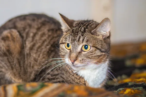 Кошка Бекки, кошка, Приют Малинки (Кожухово), Москва. Фото 18 из 19.