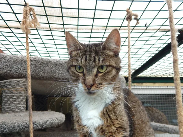 Кошка Бекки, кошка, Приют Малинки (Кожухово), Москва. Фото 19 из 19.