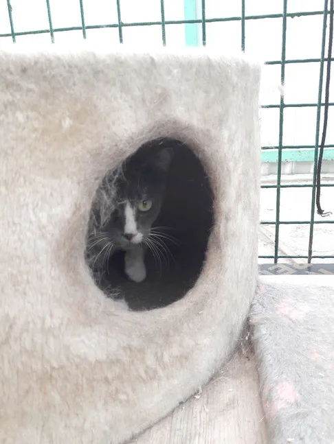 Кошка Инесса, кошка, Приют Малинки (Кожухово), Москва. Фото 2 из 5.