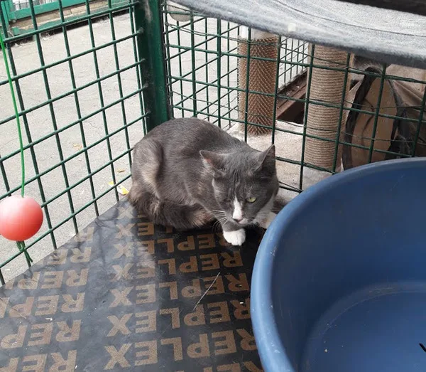 Кошка Инесса, кошка, Приют Малинки (Кожухово), Москва. Фото 3 из 5.