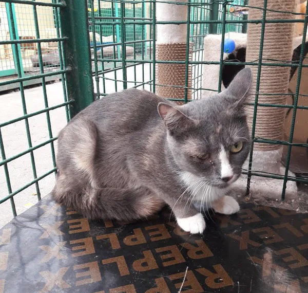 Кошка Инесса, кошка, Приют Малинки (Кожухово), Москва. Фото 4 из 5.