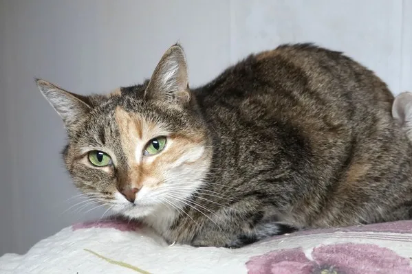 Кошка Моника, кошка, Приют Малинки (Кожухово), Москва. Фото 3 из 9.