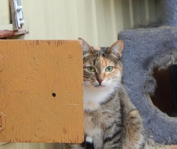 Кошка Моника, кошка, Приют Малинки (Кожухово), Москва. Фото 6 из 9.