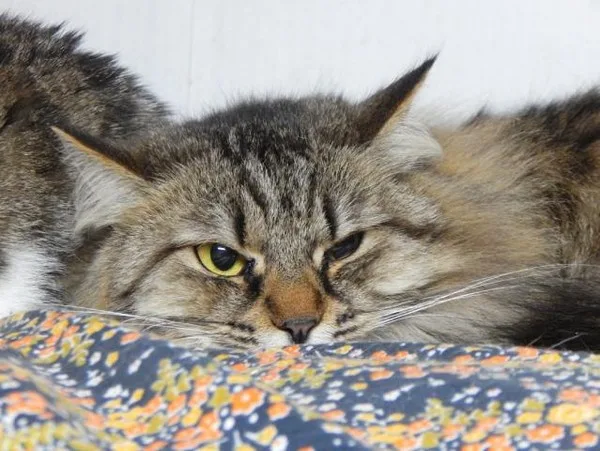 Кошка Рапунцель, кошка, Приют Малинки (Кожухово), Москва. Фото 2 из 11.