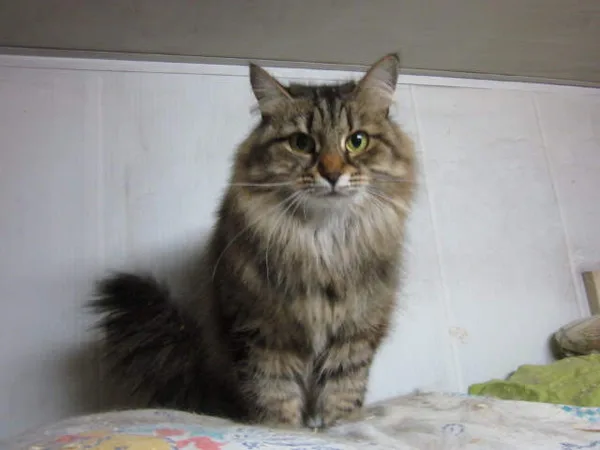 Кошка Рапунцель, кошка, Приют Малинки (Кожухово), Москва. Фото 4 из 11.