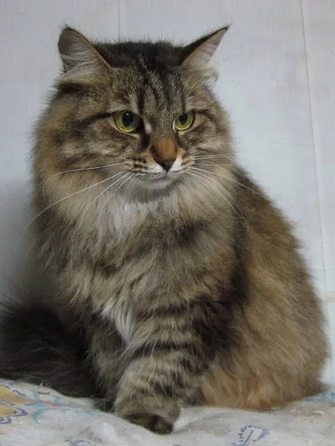 Кошка Рапунцель, кошка, Приют Малинки (Кожухово), Москва. Фото 6 из 11.