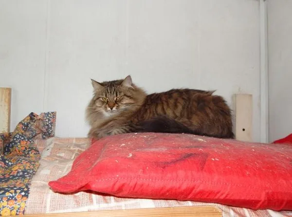 Кошка Рапунцель, кошка, Приют Малинки (Кожухово), Москва. Фото 8 из 11.