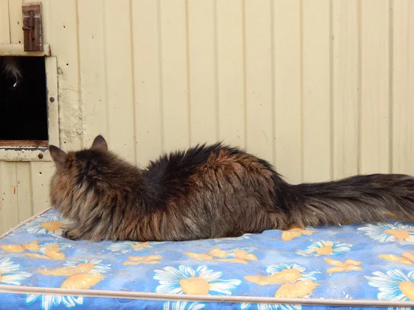 Кошка Рапунцель, кошка, Приют Малинки (Кожухово), Москва. Фото 10 из 11.