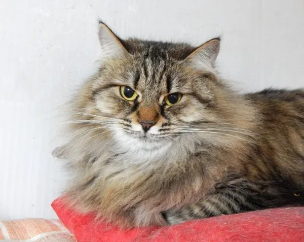 Кошка Рапунцель, кошка, Приют Малинки (Кожухово), Москва. Фото 11 из 11.