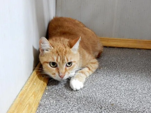 Кошка Тори, кошка, Приют Малинки (Кожухово), Москва. Фото 2 из 7.