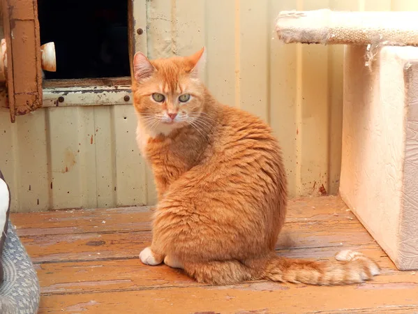 Кошка Тори, кошка, Приют Малинки (Кожухово), Москва. Фото 6 из 7.