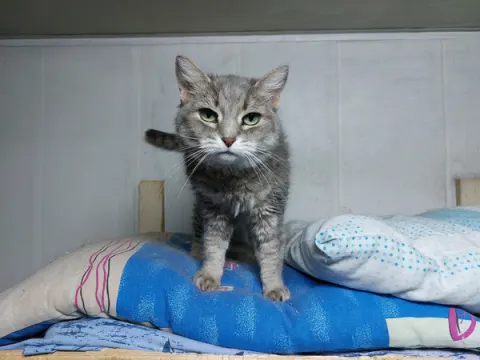 Ася — кошка, Москва