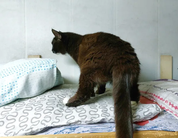 Кошка Карина, кошка, Приют Малинки (Кожухово), Москва. Фото 3 из 3.