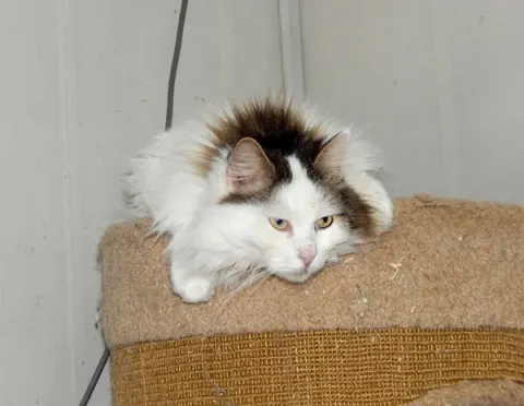 Барсик — кот 15 лет, Москва
