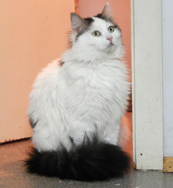 Кошка Барсик, кот, Приют Малинки (Кожухово), Москва. Фото 8 из 15.