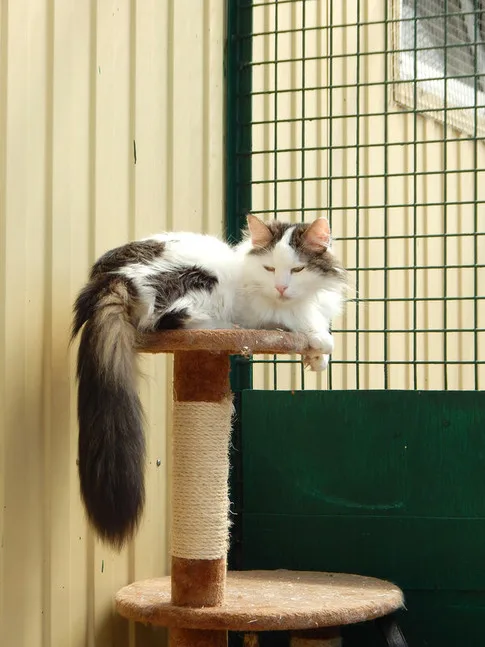 Кошка Барсик, кот, Приют Малинки (Кожухово), Москва. Фото 10 из 15.