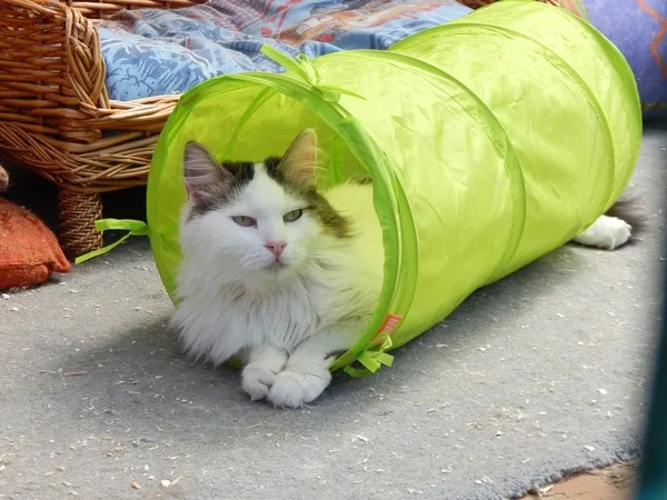 Кошка Барсик, кот, Приют Малинки (Кожухово), Москва. Фото 13 из 15.