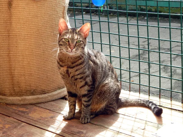 Кошка Шаманка, кошка, Приют Малинки (Кожухово), Москва. Фото 2 из 18.