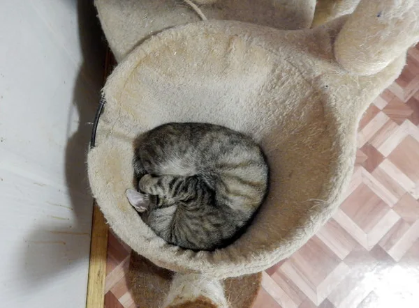 Кошка Шаманка, кошка, Приют Малинки (Кожухово), Москва. Фото 7 из 18.