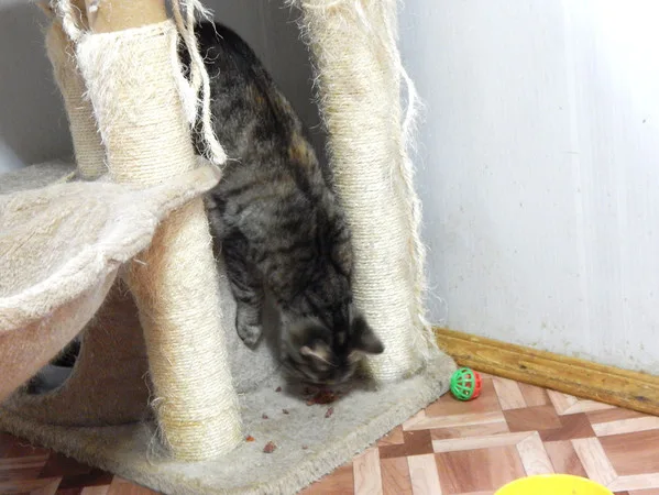 Кошка Шаманка, кошка, Приют Малинки (Кожухово), Москва. Фото 9 из 18.