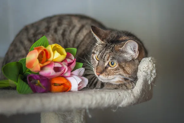 Кошка Шаманка, кошка, Приют Малинки (Кожухово), Москва. Фото 15 из 18.