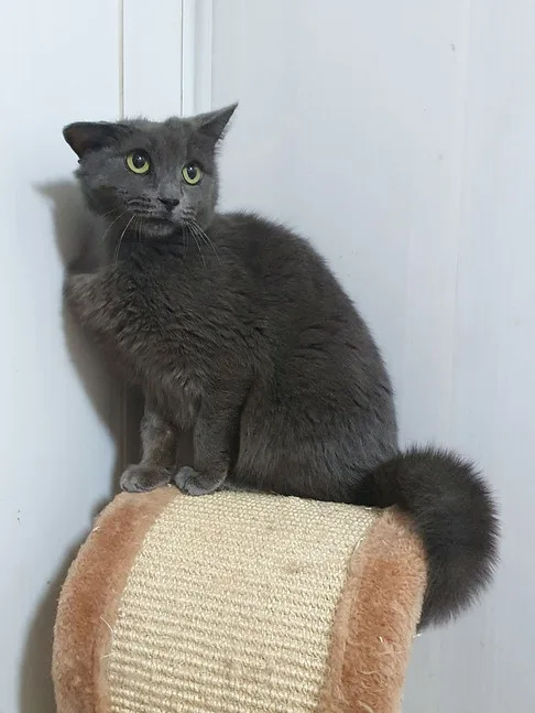 Кошка Агнесса, кошка, Приют Малинки (Кожухово), Москва. Фото 5 из 9.