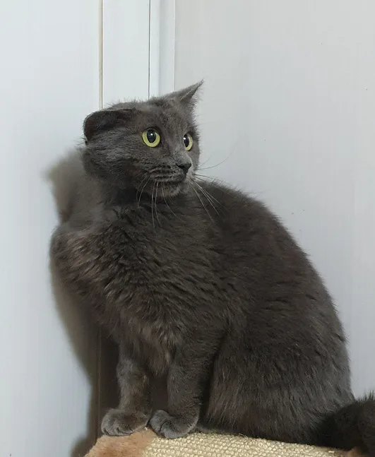 Кошка Агнесса, кошка, Приют Малинки (Кожухово), Москва. Фото 6 из 9.