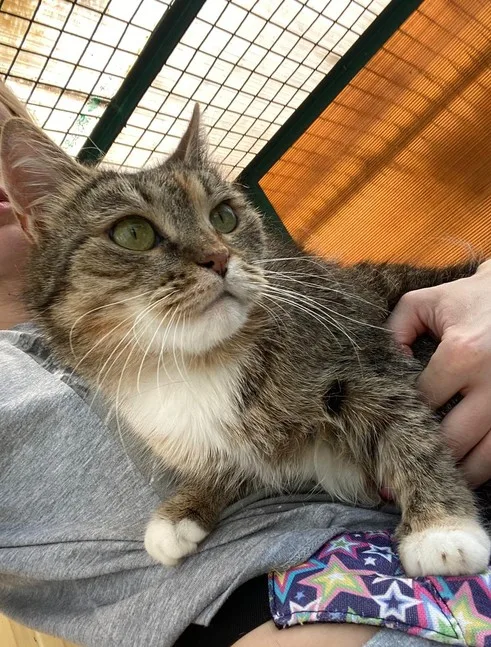 Кошка Матильда, кошка, Приют Малинки (Кожухово), Москва. Фото 6 из 8.