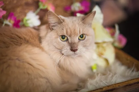 Клеопатра — кошка, Москва