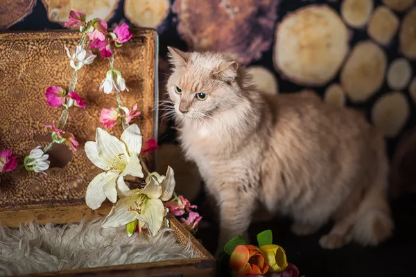Кошка Клеопатра, кошка, Приют Малинки (Кожухово), Москва. Фото 4 из 11.