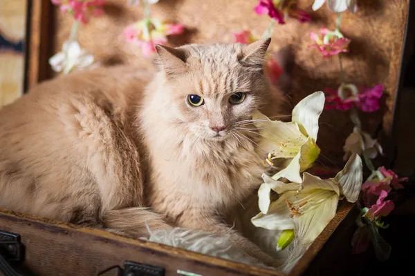 Кошка Клеопатра, кошка, Приют Малинки (Кожухово), Москва. Фото 5 из 11.