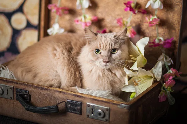 Кошка Клеопатра, кошка, Приют Малинки (Кожухово), Москва. Фото 7 из 11.