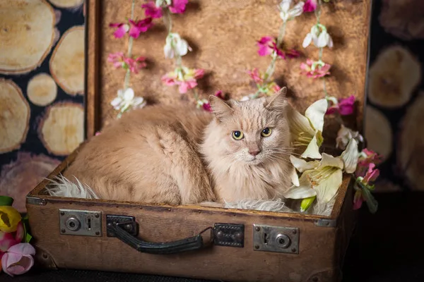 Кошка Клеопатра, кошка, Приют Малинки (Кожухово), Москва. Фото 8 из 11.