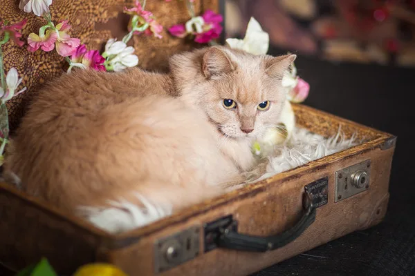 Кошка Клеопатра, кошка, Приют Малинки (Кожухово), Москва. Фото 9 из 11.